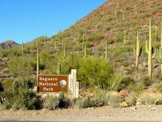 Best Saguaro National Park Wallpaper