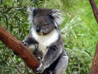 Koala Wallpaper Animalgals