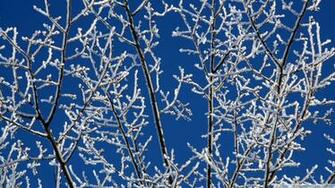 Snowy Tree Branches Wallpaper