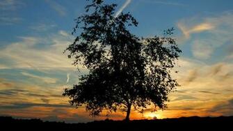 Lonely Tree On Sunset Wallpaper And Image Pictures