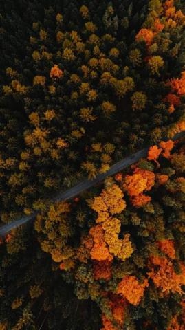 Vellum Wallpaper For Android Apk