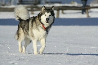 Alaskan Malamute Dog HD Wallpaper Animals