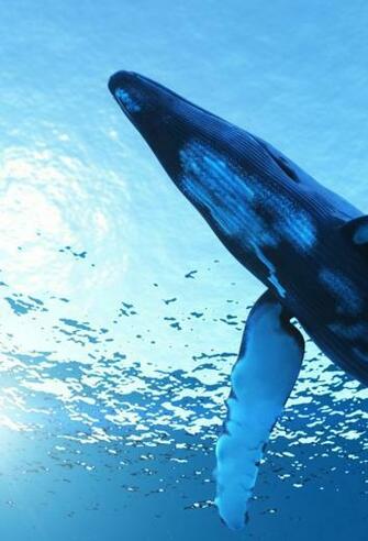 Whale 3wallpaper iPhone Parallax Les Wallpaper Du Jour