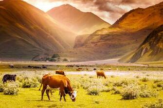 Biocontrol Battle Raging In Paddocks Nzbio