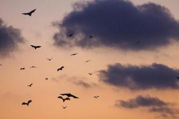 Bat Pictures HD Image
