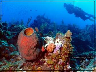 Scuba Diving Wallpaper