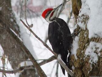 Woodpecker Wallpaper X Net