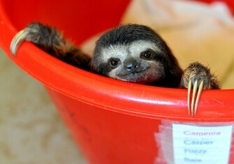 Baby Sloth Wallpaper Here S A I Made Of