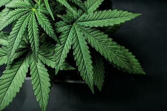 Southern Downs May Welcome Top Secret Marijuana Farm Observer