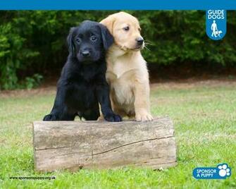 Sponsor A Puppy Playzone