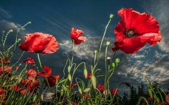 Poppy Computer Wallpaper Desktop Background Id