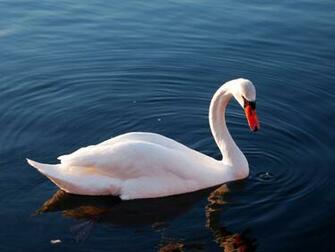 Swan Wallpaper Splendid HD