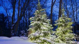 Lighted Pine Trees In Winter Forest HD Wallpaper Background