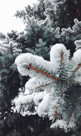 Snow iPhone Wallpaper