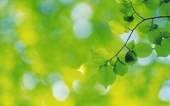 Green Leaves And Background
