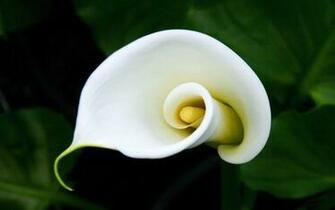 File Name Calla Lilies Wallpaper