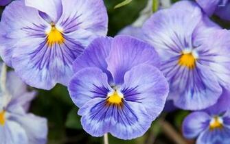 Purple Pansies Wallpaper Flower