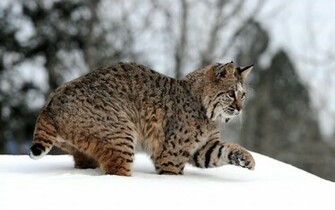 Animal Lynx Wallpaper
