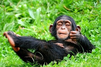 Chimp Animal Grass Green Monkey