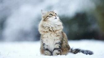 Cat Winter HD Wallpaper Taborat Cats