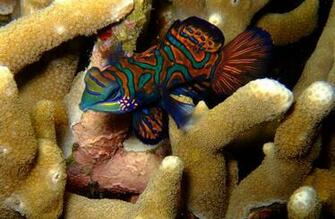 Scuba Diving Wallpaper High Resolution
