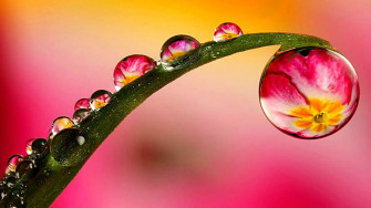 HD Water Drops Wallpaper