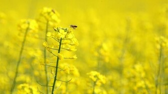 Complete Yellow Flowers Wallpaper HD