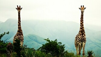Giraffe Wallpaper HD
