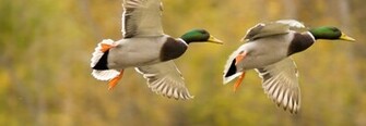 Drake Waterfowl Wallpaper Youth Clinic And