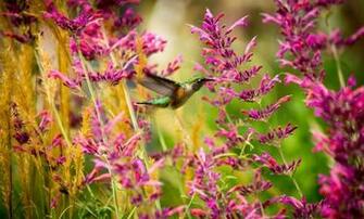 Pure High Definition HD You Can Cool Desktop Image For