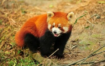 Animals HD Wallpaper For Desktop