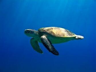 Sea Turtle Desktop Wallpaper