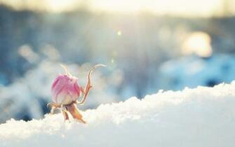 Winter Flower Background HDflowerwallpaper