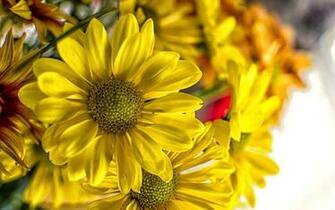 Yellow Daisies Wallpaper