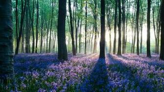 Dawn In Forest Wallpaper HD 1080p Desktop