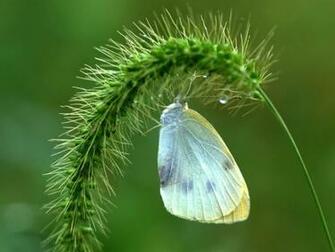 Wallpaper Gallery Animals Green Veined White Butterfly Image