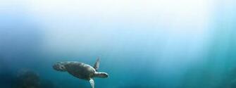 Species Protecting Wildlife World Fund