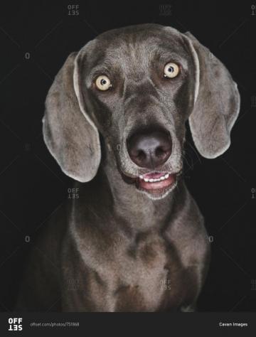Close Up Portrait Of Weimaraner Against Black Background Stock