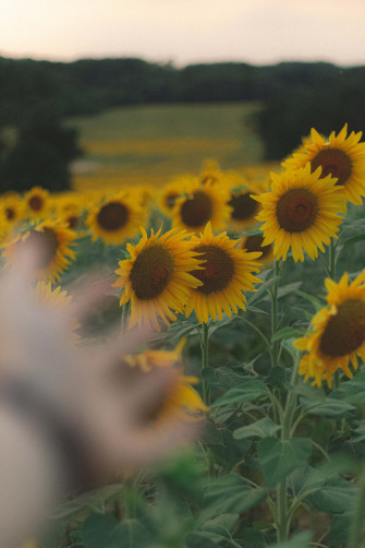 Sunflower Yellow Aesthetic Wallpaper