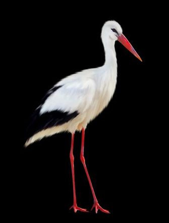 Stork Png Image With Transparent Background