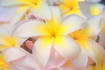 Hawaiian Flowers Wallpaper