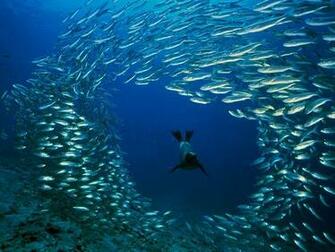 Schools Of Fish Pictures Photos Photo Gallery