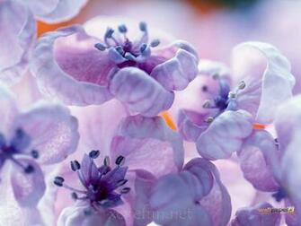 Most Beautiful Flower Wallpaper