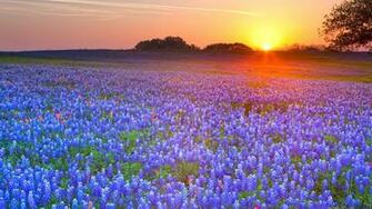 Texas Bluebonnets Hill Country Computer Wallpaper