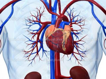 Human Heart Image HD Clip Art Library