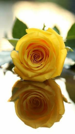 Yellow Rose Wallpaper Screensaver Pre Id