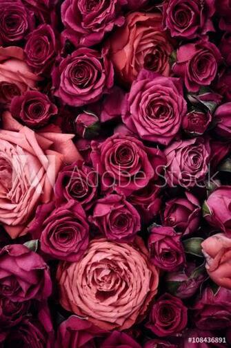 Fotografie Obraz Roses Background Posters Cz