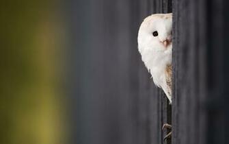 Cute Owl Wallpaper