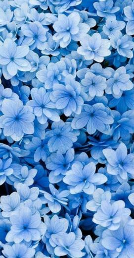 Blumen Decor Ar Ivleri Letzte Pins