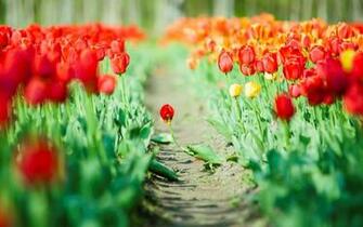 Tulips Flowers Green Leaves Wallpaper